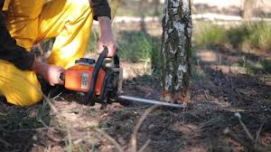 Best Fruit Tree Pruning  in Countryside, IL