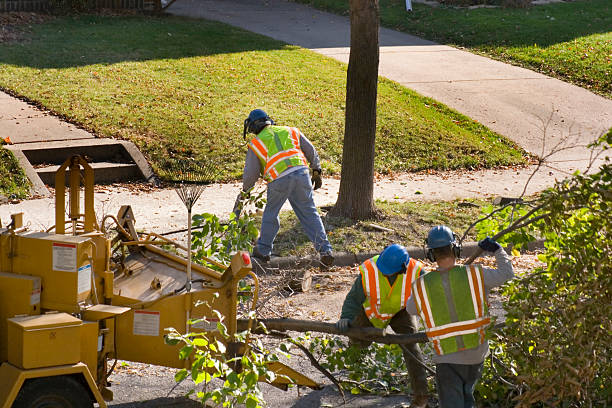 Best Tree Maintenance Programs  in Countryside, IL