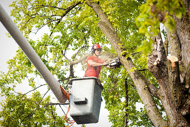 How Our Tree Care Process Works  in  Countryside, IL